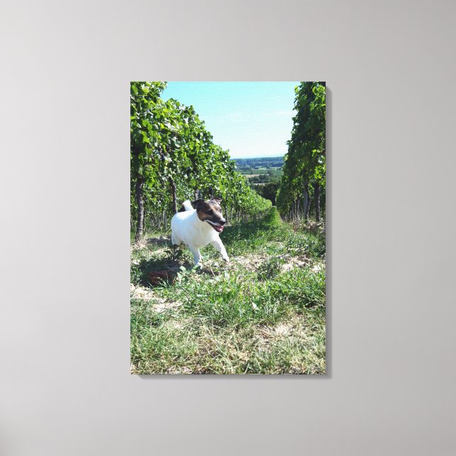 Toile Capo von Oppenheim, Jack Russell Terrier, Chien (Recto)