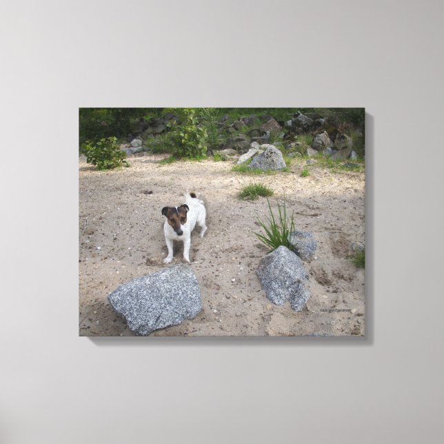 Toile Capo von Oppenheim, Jack Russell Terrier, Chien (Recto)
