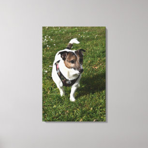 Toile Capo von Oppenheim, Jack Russell Terrier, Chien