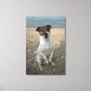 Toile Capo von Oppenheim, Jack Russell Terrier, Chien