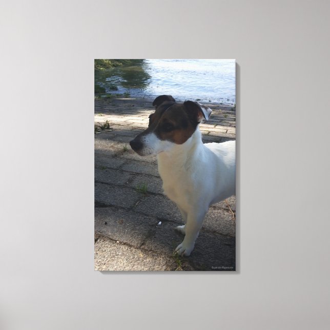 Toile Capo von Oppenheim, Jack Russell Terrier, Chien (Recto)