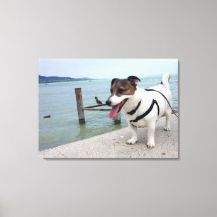 Toile Capo von Oppenheim, Jack Russell Terrier Chien