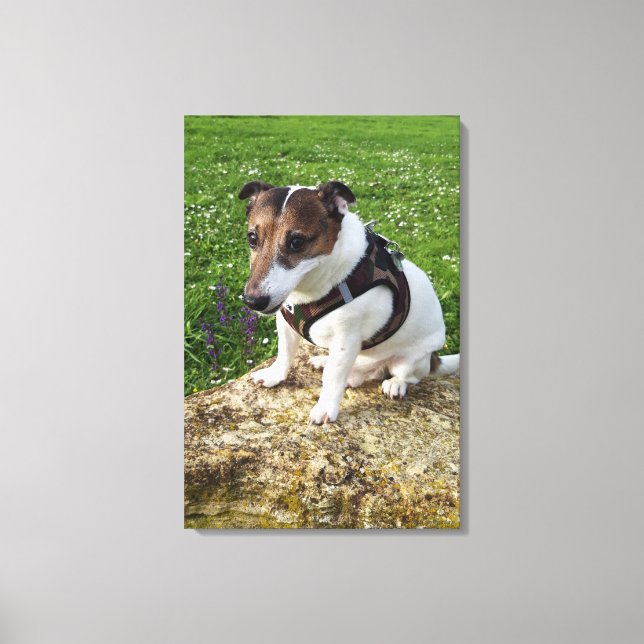 Toile Capo von Oppenheim, Jack Russell Terrier, Chien (Recto)