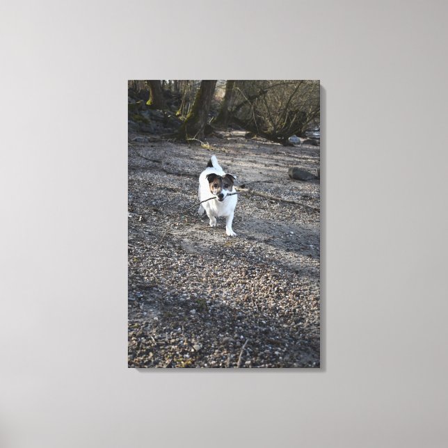 Toile Capo von Oppenheim, Jack Russell Terrier, Chien (Recto)