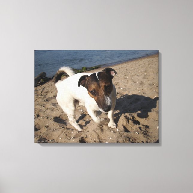 Toile Capo von Oppenheim, Jack Russell Terrier, Chien (Recto)