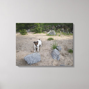 Toile Capo von Oppenheim, Jack Russell Terrier, Chien
