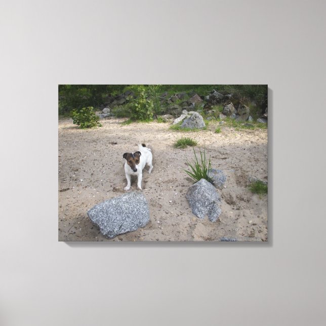 Toile Capo von Oppenheim, Jack Russell Terrier, Chien (Recto)
