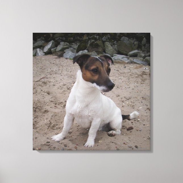 Toile Capo von Oppenheim, Jack Russell Terrier, Chien (Recto)