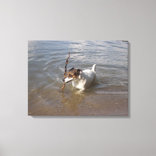 Toile Capo von Oppenheim, Jack Russell Terrier, Chien (Recto)