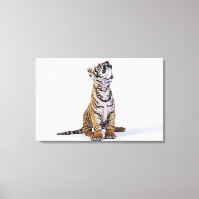 Toile Captif, Afrique du Sud 4 (Recto)