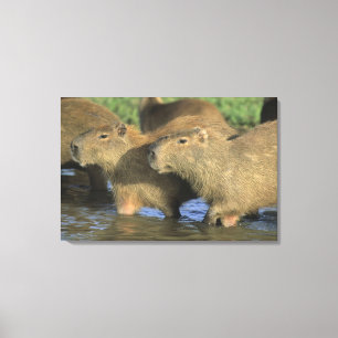 Toile Capybara, Hydrochaeris hydrochaeris), monde