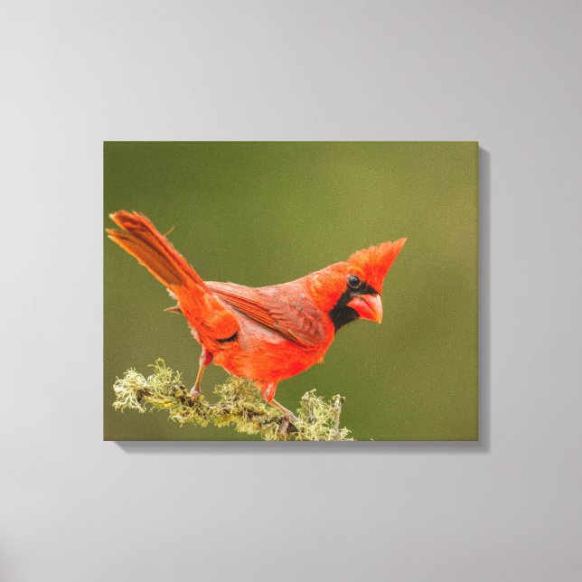 Toile Cardinal mâle sur une branche (Recto)