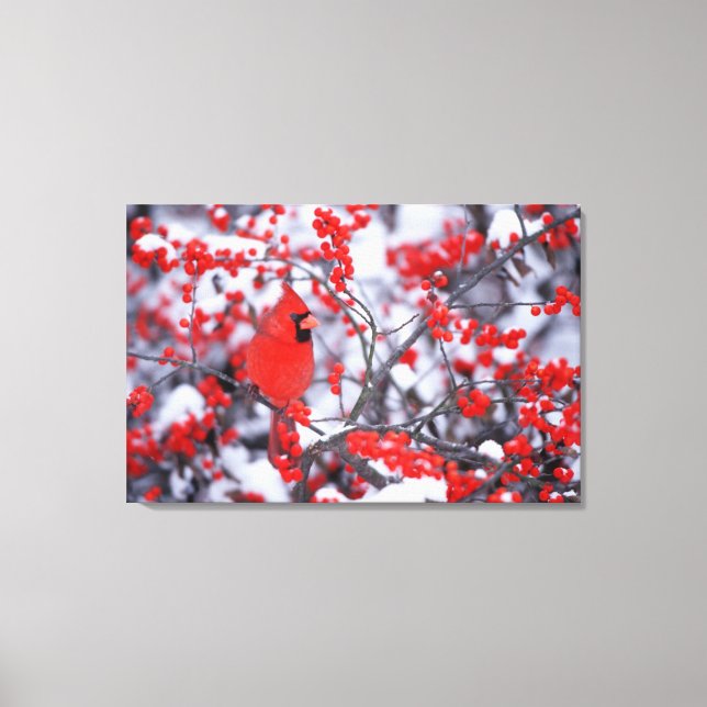 Toile Cardinal rouge mâle, Hiver, IL (Recto)