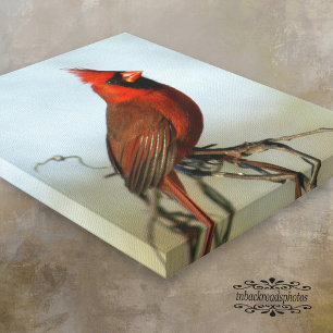 Toile cardinale rouge du Nord