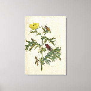 Toile Cardos Spinosus : Scarabées et chenilles, plat 6