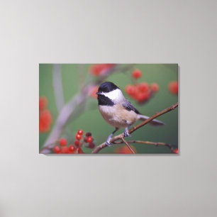 Toile Carolina Chickadee