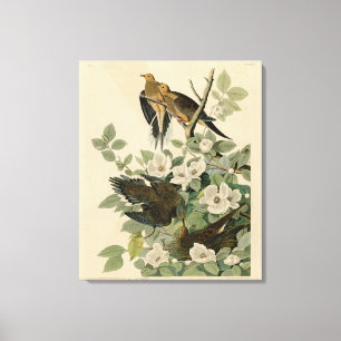 Toile Carolina Turtle Dove Mourning Dove Audubon's Birds