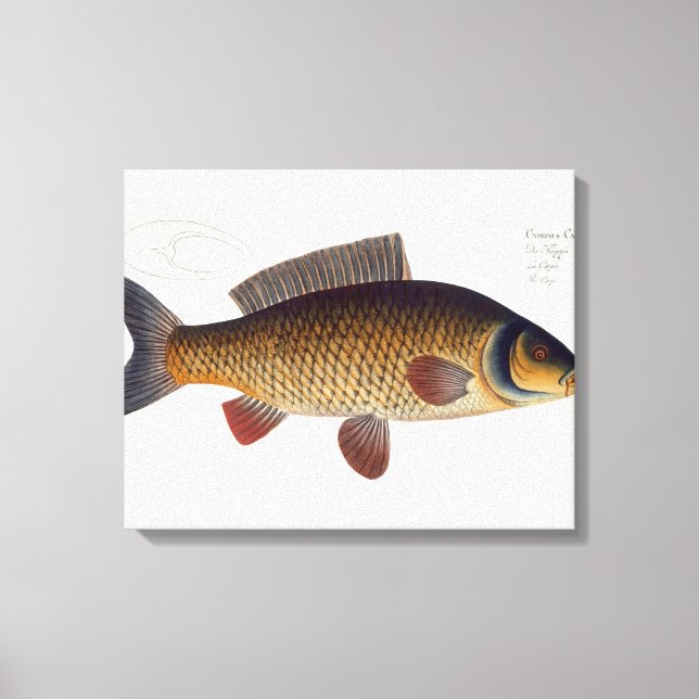 Toile Carpe (Cyprinus Carpio) plaque XVI de 'Ichthyologi (Recto)