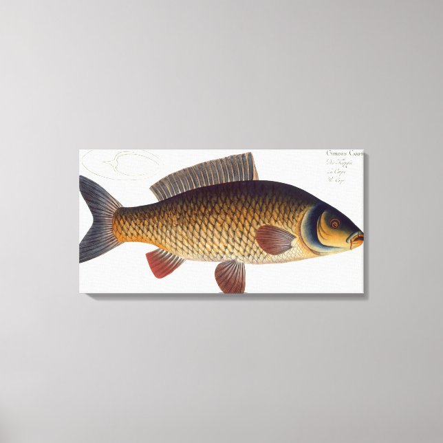 Toile Carpe (Cyprinus Carpio) plaque XVI de 'Ichthyologi (Recto)