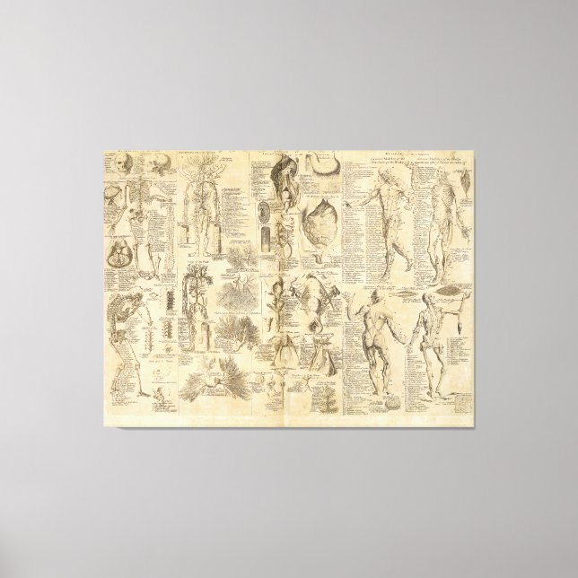 Toile Carte anatomique de Cyclopaedia 1728 (Recto)