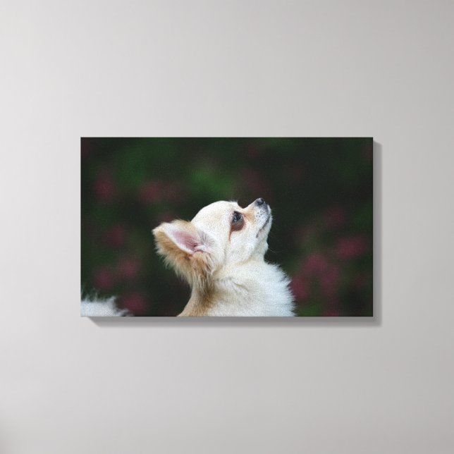 Toile Casque long Haired Chihuahua 2 (Recto)