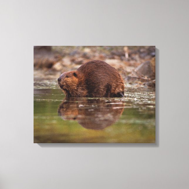 Toile castor, Castor canadensis, va nager (Recto)