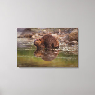 Toile castor, Castor canadensis, va nager