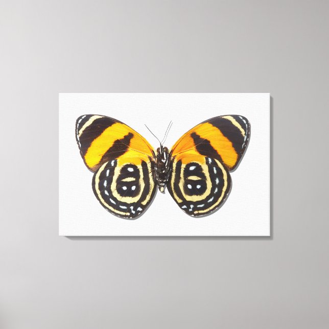 Toile Catagramme cynosura (Recto)