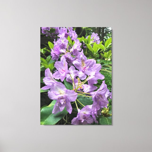 Toile Catawbiense Boursault Rhododendrons, Oregon (Recto)