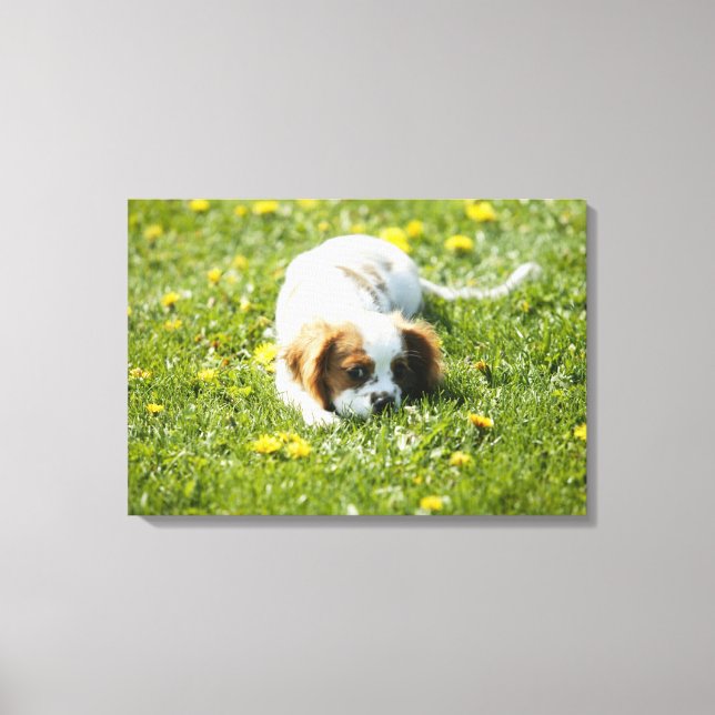 Toile Cavalier King Charles Spaniel (Recto)
