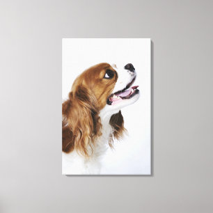 Toile Cavalier King Charles Spaniel, vue latérale