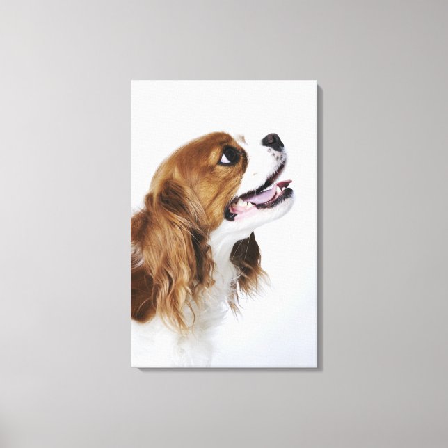 Toile Cavalier King Charles Spaniel, vue latérale (Recto)