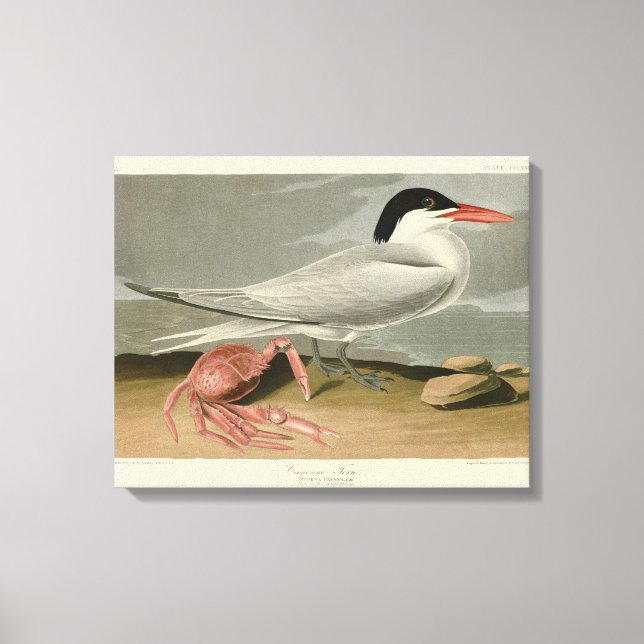 Toile Cayenne (Royal) Tern - Audubon's Birds of America (Recto)