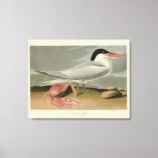 Toile Cayenne (Royal) Tern - Audubon's Birds of America (Recto)
