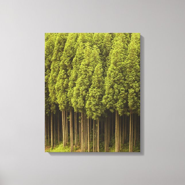 Toile Cèdres Koya Sugi (Recto)