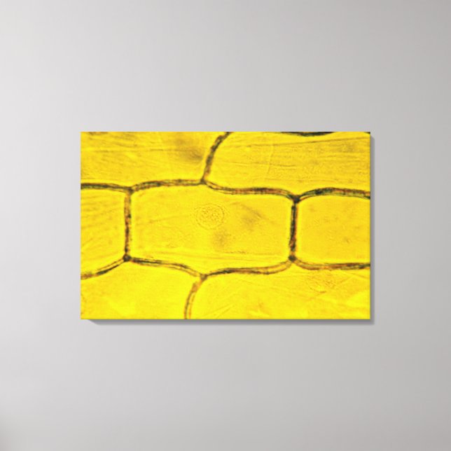 Toile Cellules Plantes d'oignon (Recto)