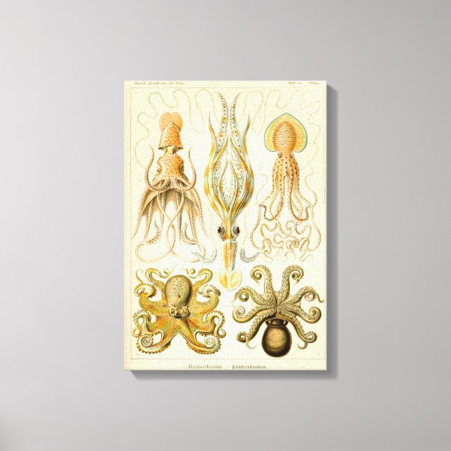 Toile Cephalopod poulpe calmar Nature marine (Recto)