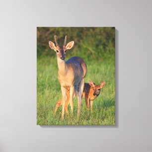 Toile Cerf à queue blanche   Habitat herbeux