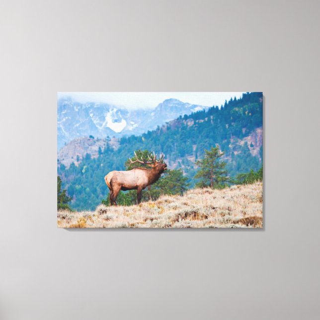 Toile Cerf (Cervus Elephus) mâle bramant (Recto)