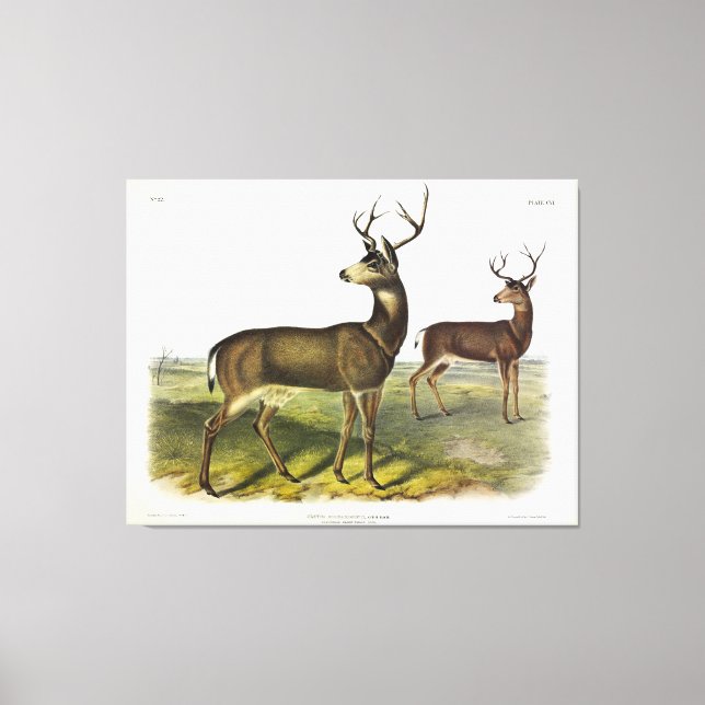 Toile Cerf de Virginie, Blacktail, par Audubon (Recto)