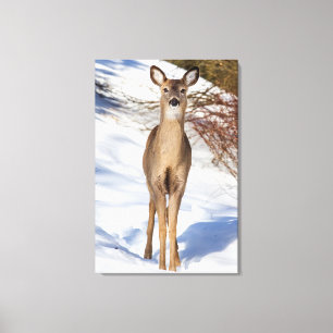 Toile Cerf De Virginie Qui Vous Regarde (Gros Plan)