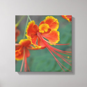 Toile Césalpinia