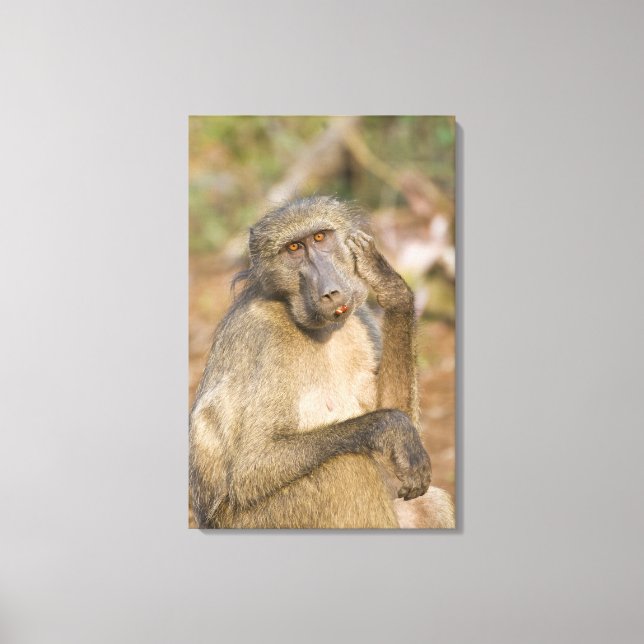 Toile Chacma Baboon (Papio ursinus) gratte son (Recto)