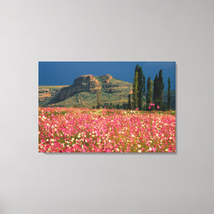 Toile Champ de fleurs de Cosmos, district de Fouriesburg