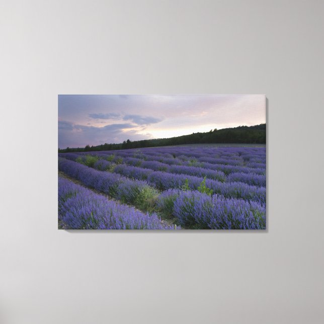 Toile Champ de lavande au coucher du soleil (Recto)