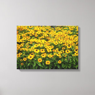Toile Champ de Rudbeckies