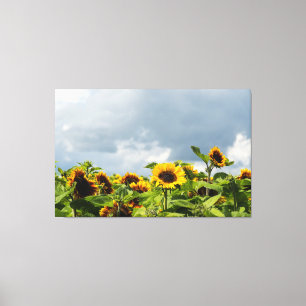 Toile Champ de Tournesols