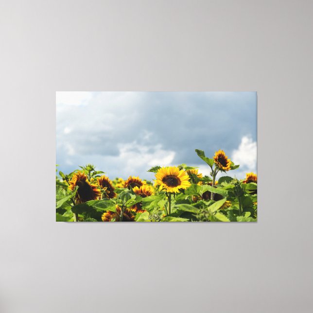 Toile Champ de Tournesols (Recto)