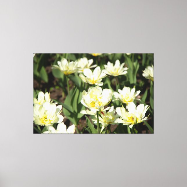Toile Champ de tulipes blanches Photo (Recto)