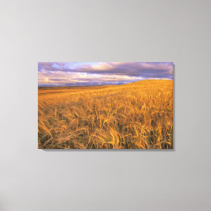 Toile Champ d'orge en maturation le long des montagnes R